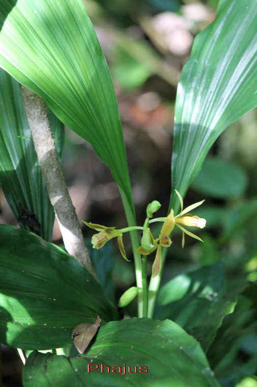 Phajus- Orchidacée - I