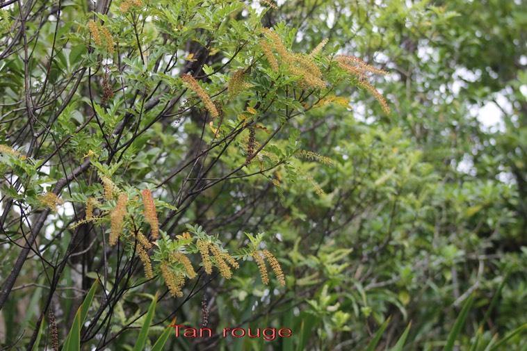 Tan rouge - Weinmannia tinctoria - Cunoniacée - Masc