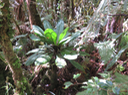 16 Badula borbonica - Bois de savon - Myrsinacée  monocaule