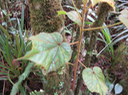 19 ??? Dombeya ciliata - Mahot blanc - Malvaceae - Endémique Réunion