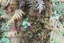 26 Peperomia elliptica - Piperaceae - Endémique de La Réunion et de l'île Maurice