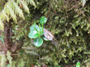 27 Peperomia elliptica - Piperaceae - Endémique de La Réunion et de l'île Maurice