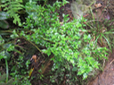 34 Pilea urticifolia (L. f.) Blume - Persil marron - Urticaceae - Endémique La Réunion