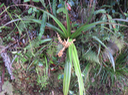 5 Astelia hemichrysa (Lam.) Kunth - Nom à La Réunion : Ananas marron - Endémique La Réunion et Maurice Fleur