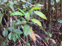 6 Antidesma madagascariense - Bois de cabri (blanc) - Euphorbiaceae Le Bois de cabri blanc a des chatons rouges et des domaties