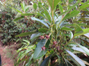 8 Forgesia racemosa - Bois de Laurent Martin - Escalloniacée