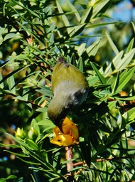 oiseau vert butinant sur fleur jaune