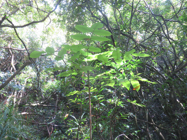 10  Polyscias repanda - Bois de papaye - Araliacée -B
