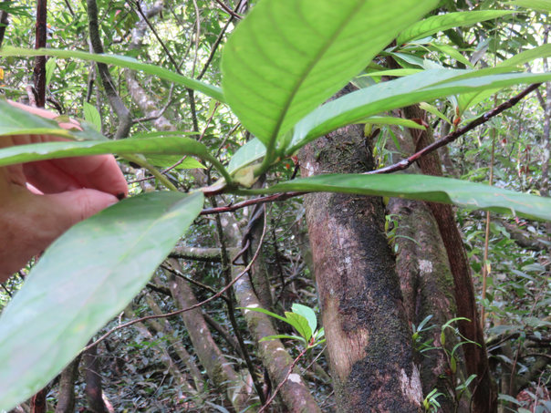 14 Stipules de  Bertiera borbonica A.Rich. ex DC. - Bois de raisin ; Bois d’oiseau - Rubiaceae - endémique de la Réunion
