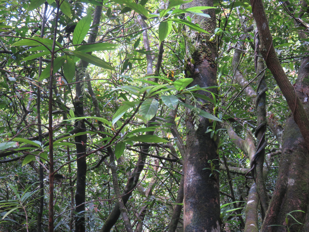 15 Bertiera borbonica A.Rich. ex DC. - Bois de raisin ; Bois d’oiseau - Rubiaceae - endémique de la Réunion Fleurs