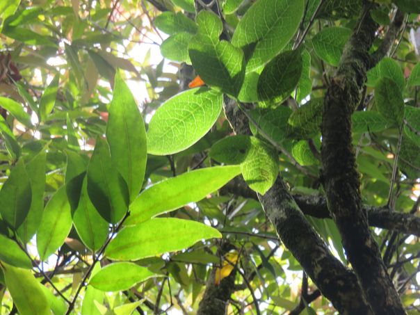18 Nervuration de Geniostoma borbonicum - Bois de piment ou Bois de rat - Loganiaceae
