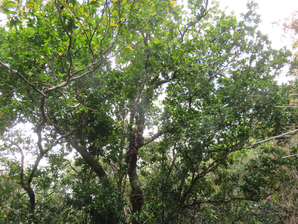 19 (feuillage vert sombre) Grangeria borbonica - Bois de punaise ; Bois de balai ; Bois de buis marron - Chrysobalanaceae -Mascar. (B, M).