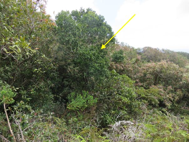 28 ??? Grangeria borbonica - Bois de punaise ; Bois de balai ; Bois de buis marron - Chrysobalanaceae -Mascar. (B, M).