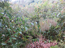 4 Thysanolaena latifolia - Bambou balai - POACEAE Asie SE