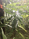 47 ???  Diospyros borbonica - Bois noir des Hauts - Ebenacea  - endémique de la Réunion