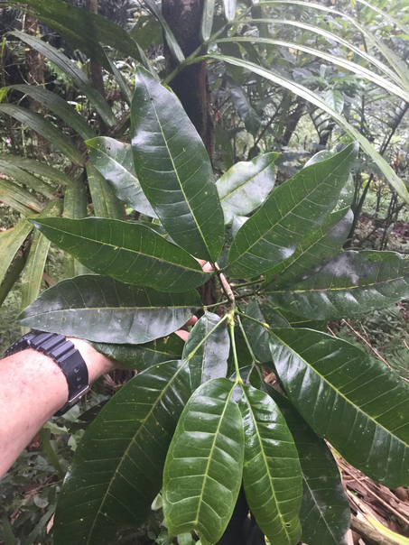 49 ??? Diospyros borbonica - Bois noir des Hauts - Ebenacea  - endémique de la Réunion