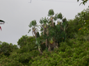 5 Ravenala madagascariensis Sonn - Arbre du voyageur - Strelitziaceae - Endémique de Madagascar
