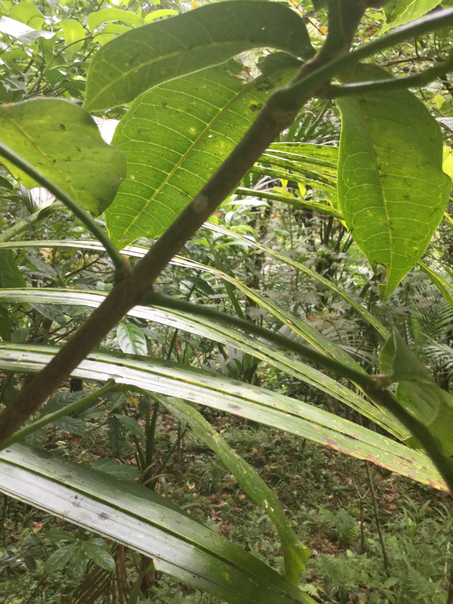 51. ??? Diospyros borbonica - Bois noir des Hauts - Ebenacea  - endémique de la Réunion