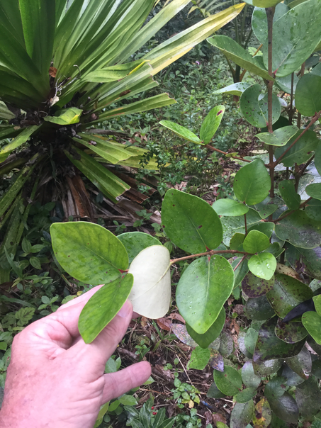 56 Eugenia mespiloides Lam. - Bois de nèfles à grandes feuilles - Myrtaceae - B, M?   Réunion,Maurice ?