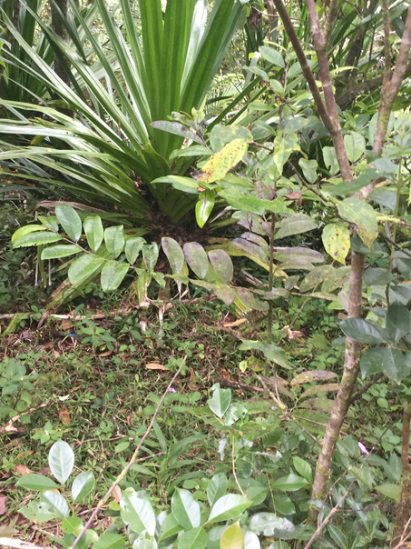 59 ??? Diospyros borbonica - Bois noir des Hauts - Ebenacea  - endémique de la Réunion
