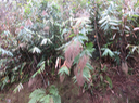 6 Thysanolaena latifolia - Bambou balai - POACEAE Asie SE