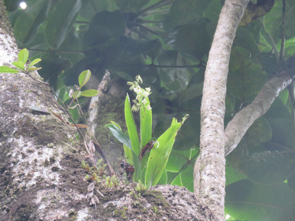 60. ??? Polystachya cultriformis - - Orhidacea - Indigène Réunion  haut perchée