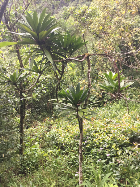 63 Badula barthesia  - Bois de savon  - Primulaceae - B