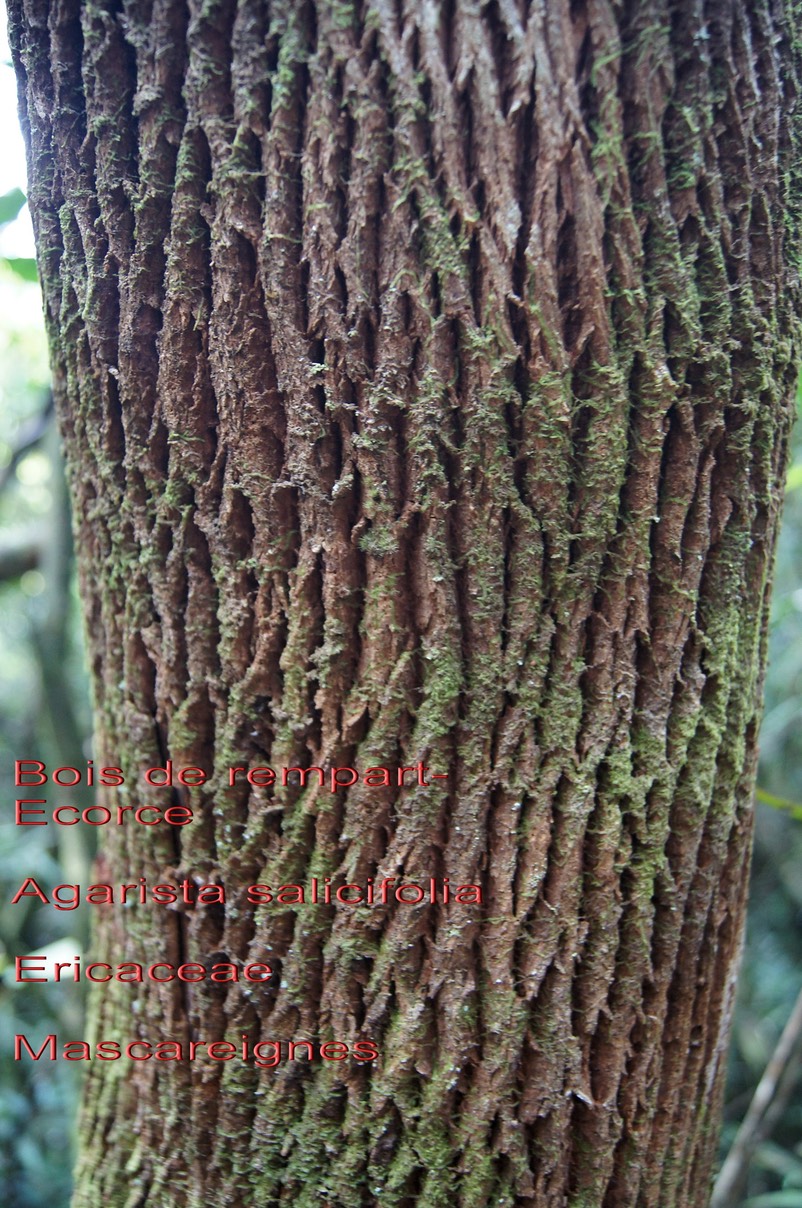 Agarista salicifolia - Son écorce