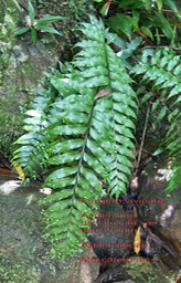 Asplenium daucifolium