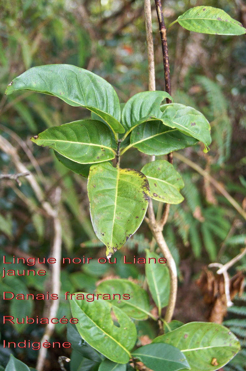 Danais fragrans- Rubiaceae - I