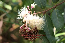 Jamerose- Syzygium jambos - Myrtaceae- exo