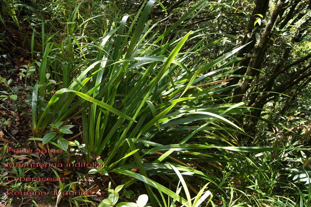 Machaerina iridifolia- Paille sabre - Cypéracée - BM