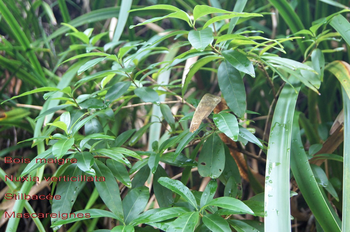 Nuxia verticillata- Stilbaceae- Masc