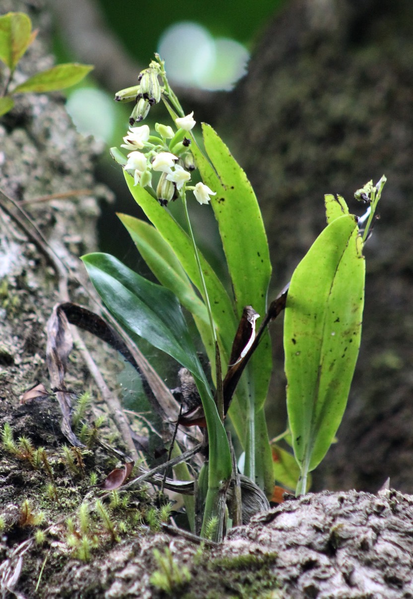Orchidée-Polystachya cultriformis