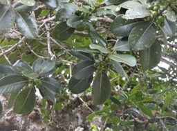 14 4Sideroxylon borbonicus Bois de fer bâtard Sapotacee Fruits DSC07379