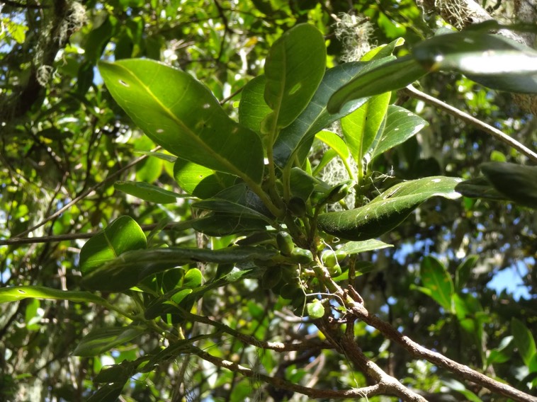 18 Melicope borbonica Bois de catafaye avec Fruits Rutacee DSC07231