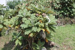 Bocconia frutescens - Papavéracée - Exo