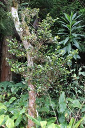 Bois de nèfle à petites feuilles- Eugenia buxifolia- Myrtacée- B
