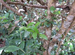 Bois de nèfles feuilles de buis IMG_0903