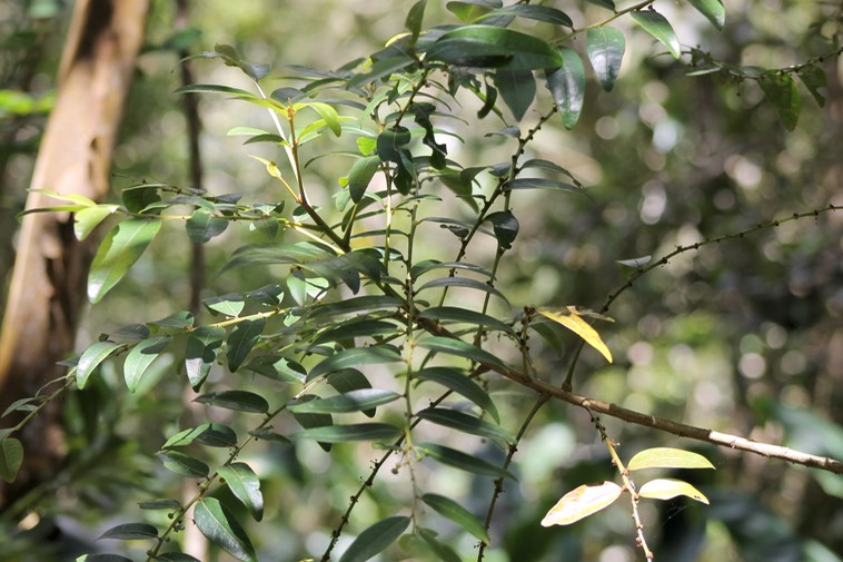 Bois de Négresse- Phyllanthus phyllireifolius- Phyllanthacée - B