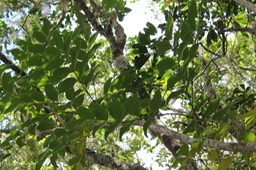 Bois de papaye- Polyscias repanda - Araliacée - B