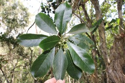 Bois d'oiseau - Claoxylon sp- Euphorbiacée- B