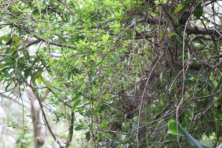 Liane savon- Embelia angustifolia - Primulacée - B