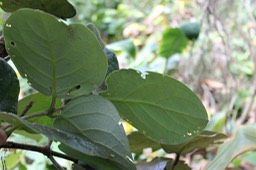 Mapou à grandes feuilles- Monimia rotundifolia - Monimiacée - B