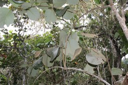 Mapou à grandes feuilles