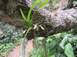 Orchidée IMG_0954