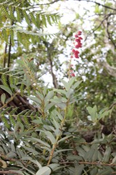 Petit bois de rempart- Agarista buxifolia - Ericacée - B
