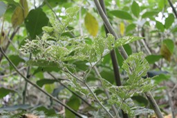 Ronce blanche bien attaquée- Rubus apetalus - Rosacée - I