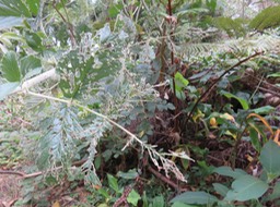 Ronce blanche Rubus apetalus dévorée par les mouches bleues IMG_0889