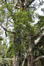 Tan rouge - Weinmannia tinctoria - Cunoniacée - Masc